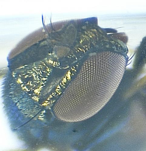 Réf. 288 025 : Clanoneurum cimiciforme